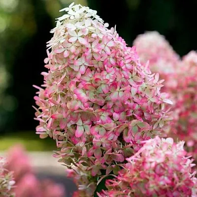 Гортензия РОЯЛ ФЛОВЕР метельчатая в Смоленске