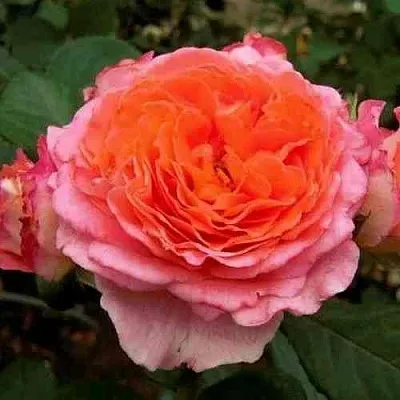 Саженцы роз НОТР ДАМ ДЮ РОЗЕР шраб в Смоленске