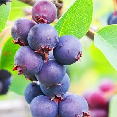 Ирга СМОУКИ  Ирга СМОУКИ в Смоленске