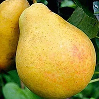 Груша САХАРНАЯ в Смоленске