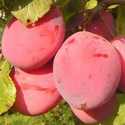 Слива ФАВОРИТЕ ДЕ СУЛТАНО  Слива ФАВОРИТЕ ДЕ СУЛТАНО в Смоленске