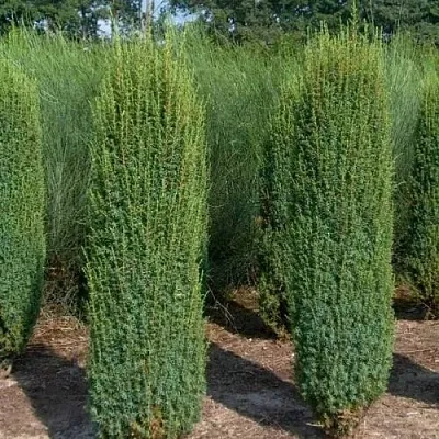 Можжевельник ХИБЕРНИКА обыкновенный  Можжевельник ХИБЕРНИКА обыкновенный в Смоленске