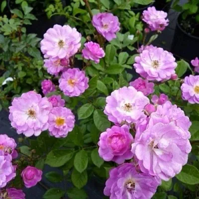 Саженцы роз РАЙМОНД ПРИВАТ полиантовая  Саженцы роз РАЙМОНД ПРИВАТ полиантовая в Смоленске