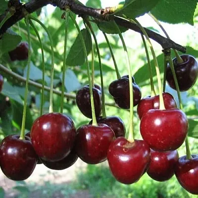 Вишня БЫСТРИНКА  Вишня БЫСТРИНКА в Смоленске