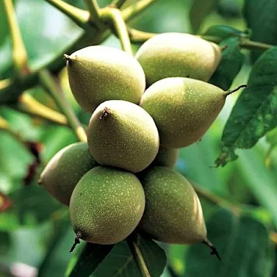 Орех МАНЬЧЖУРСКИЙ в Смоленске