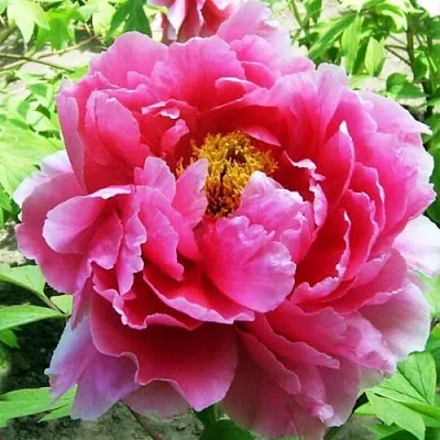 Пион ВОСХОД СОЛНЦА древовидный  Пион ВОСХОД СОЛНЦА древовидный в Смоленске