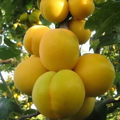 Слива ЛОДВА  Слива ЛОДВА в Смоленске