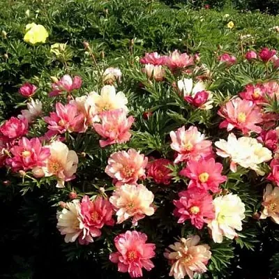 Пион ДЖУЛИЯ РОУЗ ито-гибрид  Пион ДЖУЛИЯ РОУЗ ито-гибрид в Смоленске