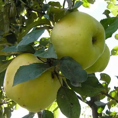 Яблоня АНТОНОВКА ОБЫКНОВЕННАЯ  Яблоня Антоновка Обыкновенная в Смоленске