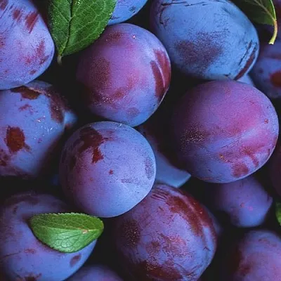 Слива в Смоленске