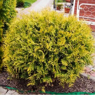 Туя КОЛЛЕРС ГОЛД складчатая в Смоленске