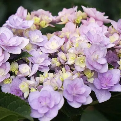 Гортензия Ю ЭНД МИ ФОРЕВЕР крупнолистная в Смоленске