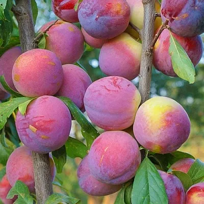 Слива КОЛОННОВИДНАЯ  Слива КОЛОННОВИДНАЯ в Смоленске