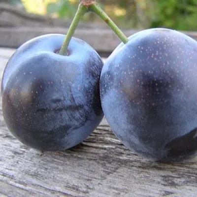 Слива БЛЮФРИ  Слива БЛЮФРИ в Смоленске