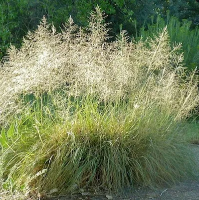 Каплесеменник воздушный  Каплесеменник воздушный в Смоленске