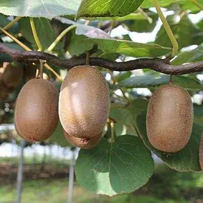 Актинидия ЗАКАРПАТЬЕ деликатесная  Актинидия ЗАКАРПАТЬЕ деликатесная в Смоленске