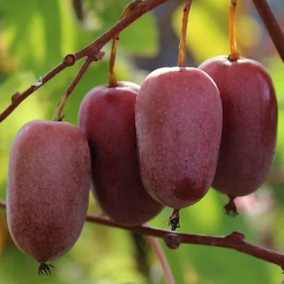 Актинидия ПУРПУРНО САДОВАЯ  аргута  Актинидия ПУРПУРНО САДОВАЯ  аргута в Смоленске