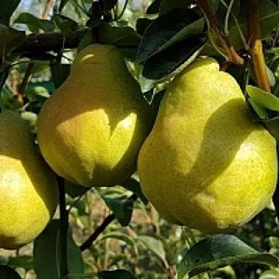 Груша СОКРОВИЩЕ  Груша СОКРОВИЩЕ в Смоленске