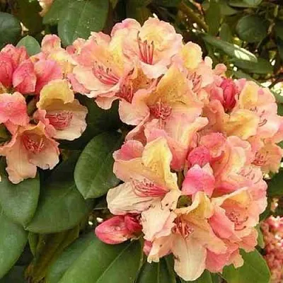 Рододендрон ФЛАУТАНДО  Рододендрон ФЛАУТАНДО в Смоленске