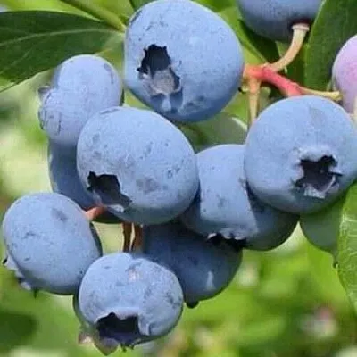 Голубика ДАРРОУ  Голубика ДАРРОУ в Смоленске