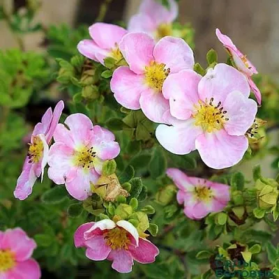 Лапчатка НЬЮ ДАУН кустарниковая  Лапчатка НЬЮ ДАУН кустарниковая в Смоленске