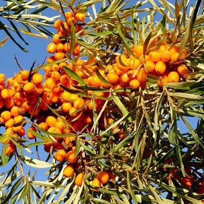 Облепиха ДАР МГУ в Смоленске