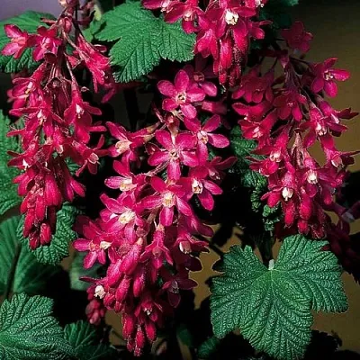 Смородина кроваво-красная в Смоленске