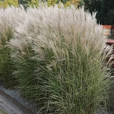 Мискантус КЛЯЙН СИЛЬБЕРСПАЙН китайский   Мискантус КЛЯЙН СИЛЬБЕРСПАЙН китайский  в Смоленске