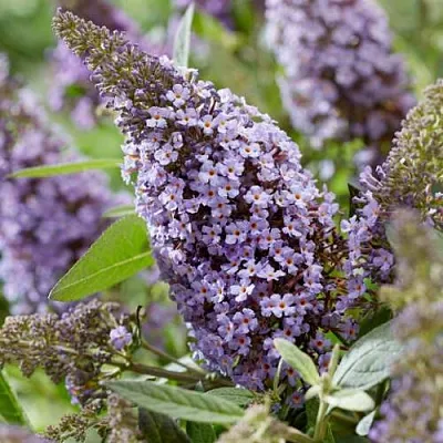 Буддлея давида БАТТЕРФЛЯЙ КАНДИ ЛИЛА СВИТХАРТ  Буддлея давида БАТТЕРФЛЯЙ КАНДИ ЛИЛА СВИТХАРТ в Смоленске