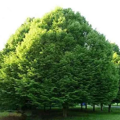 Граб японский  Граб японский в Смоленске