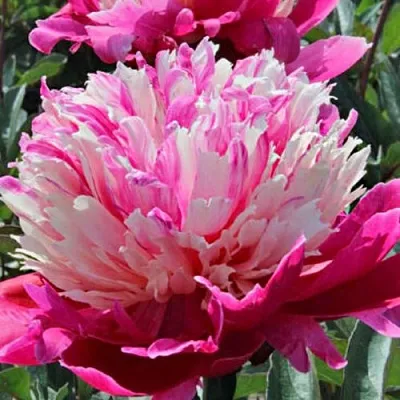 Пион ДЕЙДРИМ травянистый  Пион ДЕЙДРИМ травянистый в Смоленске