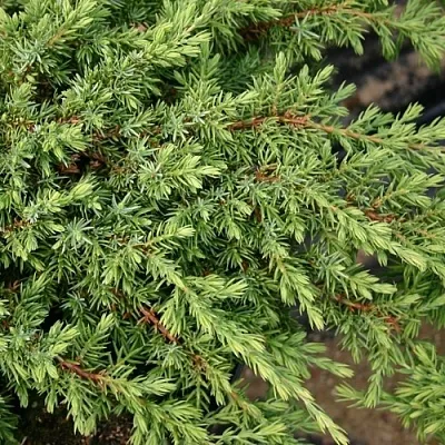 Можжевельник Можжевельник в Смоленске