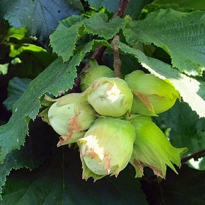 Фундук ТАМБОВСКИЙ РАННИЙ в Смоленске