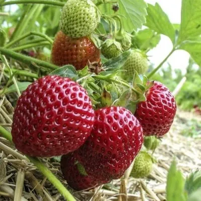 Клубника ЗЕНГА-ЗЕНГАНА в Смоленске