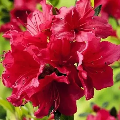 Азалия АРАБЕСК японская  Азалия АРАБЕСК японская в Смоленске