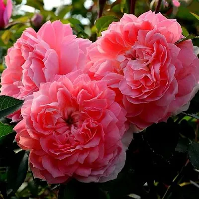 Саженцы роз ОЛЬГА шраб в Смоленске