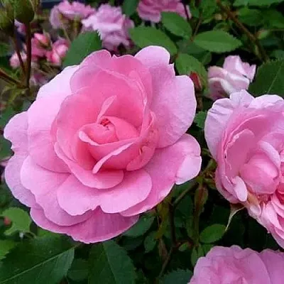 Саженцы роз ДЖОН ДЭВИС плетистая  Саженцы роз ДЖОН ДЭВИС плетистая в Смоленске