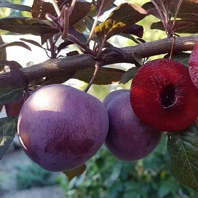 Слива ПАННА   Слива ПАННА  в Смоленске