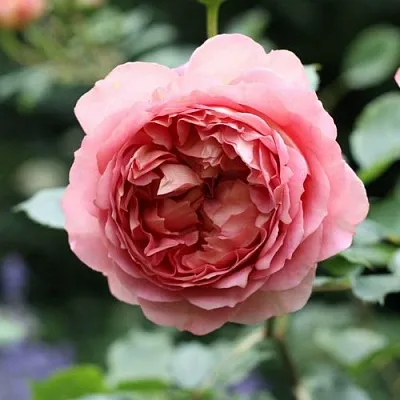 Саженцы роз РИДЖЕНТС ПАРК чайно-гибридная в Смоленске