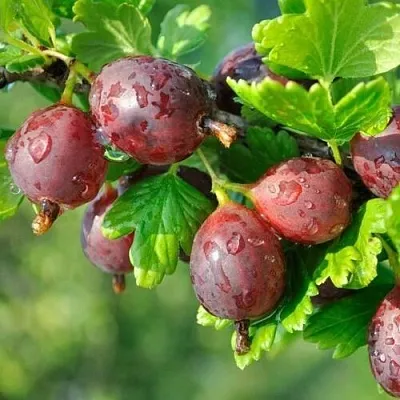 Крыжовник СЕРЕНАДА в Смоленске