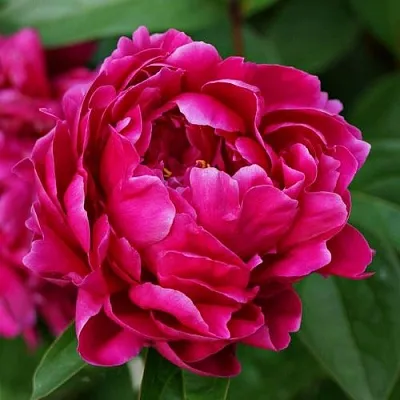 Пион ЛУИ ВАН-ГУТТ травянистый  Пион ЛУИ ВАН-ГУТТ травянистый в Смоленске