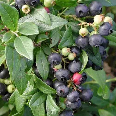 Голубика ПУТТЕ  Голубика ПУТТЕ в Смоленске