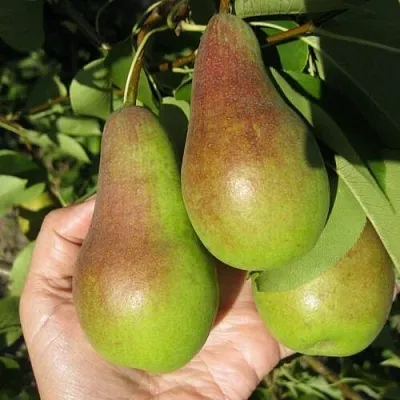 Груша ТАЛГАРСКАЯ КРАСАВИЦА  Груша ТАЛГАРСКАЯ КРАСАВИЦА в Смоленске