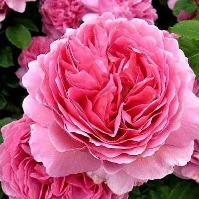 Саженцы роз ПРИНЦЕССА АЛЕКСАНДРА ОФ КЕНТ английская в Смоленске