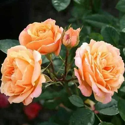 Саженцы роз КЛЕМЕНТИНА миниатюрная в Смоленске