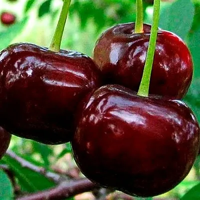 Дюк (черевишня) в Смоленске