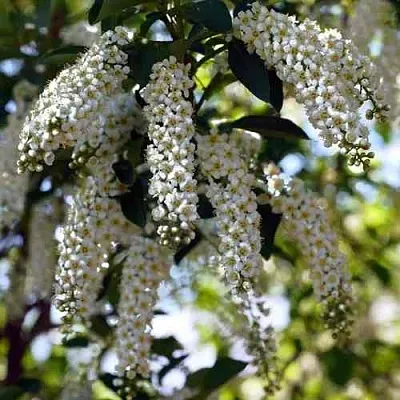 Черемуха виргинская ШУБЕРТ  Черемуха виргинская ШУБЕРТ в Смоленске