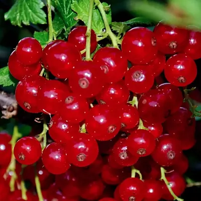 Смородина красная СЕРПАНТИН в Смоленске