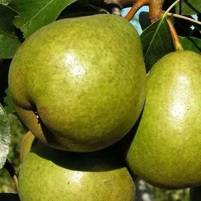 Груша ЯСАЧКА  Груша ЯСАЧКА в Смоленске