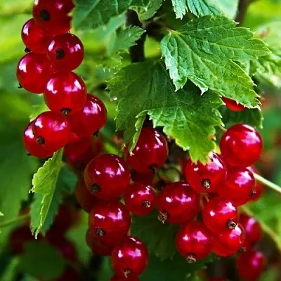 Смородина красная РОЛАН  Смородина красная РОЛАН в Смоленске